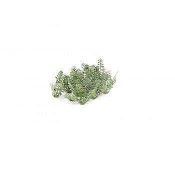 Stinging Nettles (10) Kit