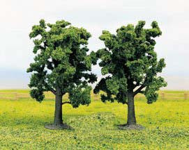 Beech Trees (2)